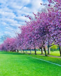 城市中的櫻花仙境！愛丁堡櫻花拍照熱點一次看