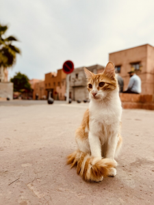 從撒哈拉到古城｜2024摩洛哥深度11日行程與包車資訊